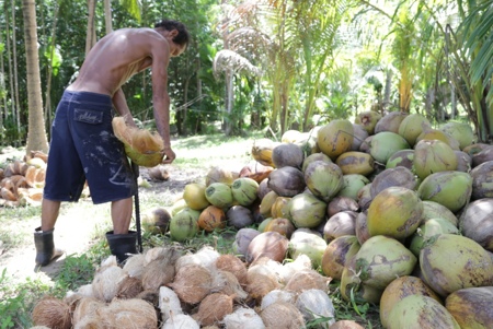 How to Open the Coconut Husk – Richard Barrow in Thailand